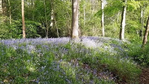 Bluebell Wood and Birdsong