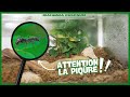 Un cosystme complet pour fourmis chasseuses diacamma rugosum