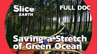 The Landes Forest: Saving A Man-Made Forest from Climate Change | SLICE EARTH | FULL DOC