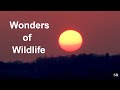 Wonders of Wildlife | Teaser