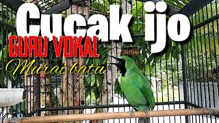 Cocak ijo Penuh semangat.Jadi guru vokal Murai BATU