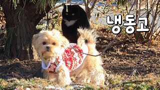 Download Lagu 장미의 꼬리가 내려갔어요 MP3