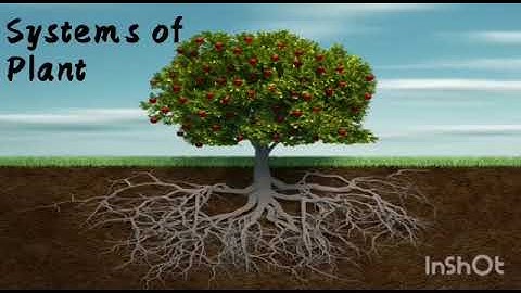 PVI SCIENCE REVISIONARY VIDEO # 4 CH # 4 DATED: 10/9/2020