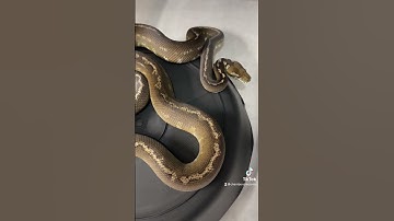 Reduced Pattern Darwin Carpet Python #reptile #snake #animals #carpetpython #snakes