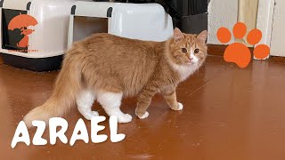 Kass Azrael varjupaikade MTÜ loomade heaolu keskusest