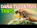 Trips y cómo afectan a nuestros cultivos
