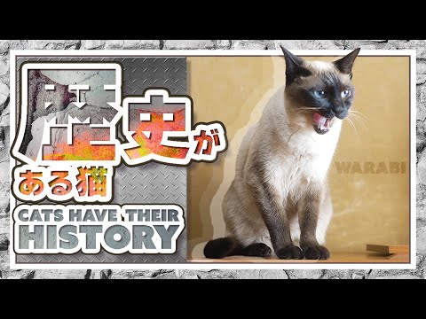 歴史がある猫