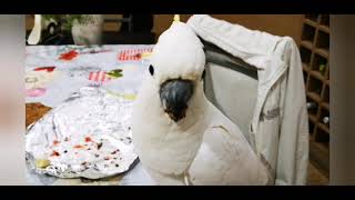 Sulphur crested cocatoo cockatoo - Cacatua galerita Eleonora - Nigel the crazy cockatoo by NIGEL, THE COCKATOO and family 79 views 2 years ago 4 minutes, 42 seconds