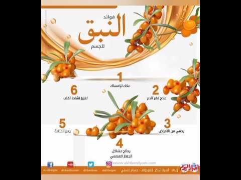 النبق من فوائده علاج الإمساك ويعزز نشاط القلب فوائد النبق غذاء صحي القلب نباتات