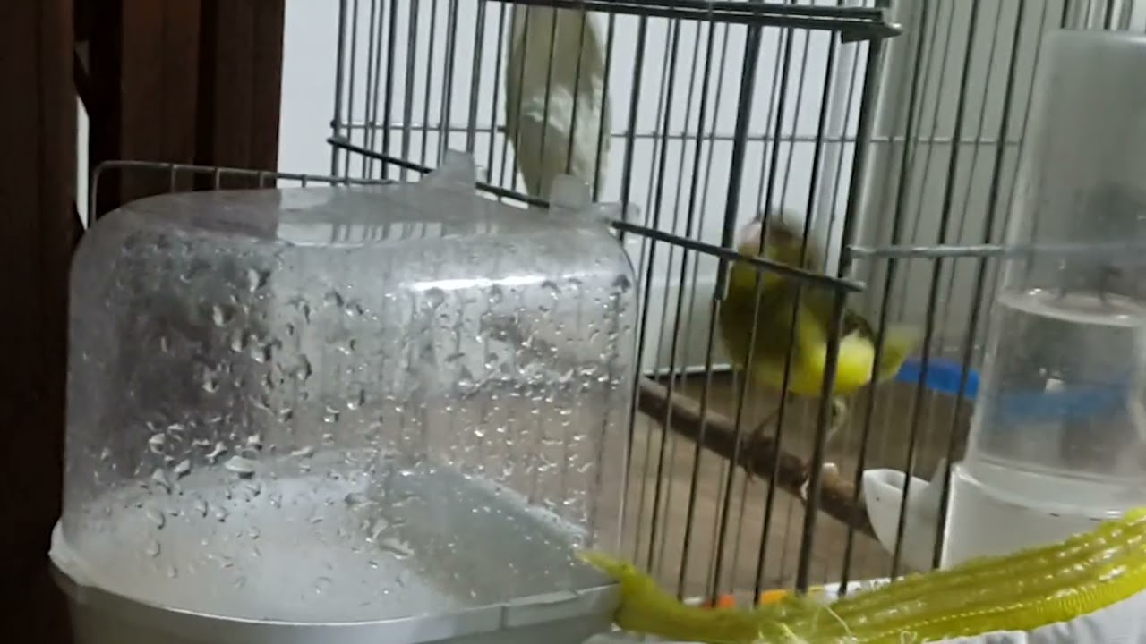 Kanarya Banyo Canary Bath #canary #kanarya