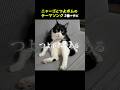 テーマソング『世界征服』ショートver.②