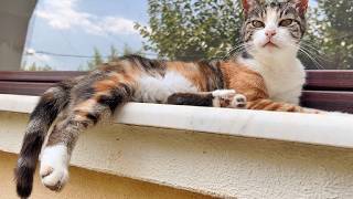 A Super Hot Day with 21 Cats !! (10+8+3)