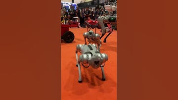 #cute #robot #dog aka #quadruped by #Unitree begs and rolls over at #icra2023
