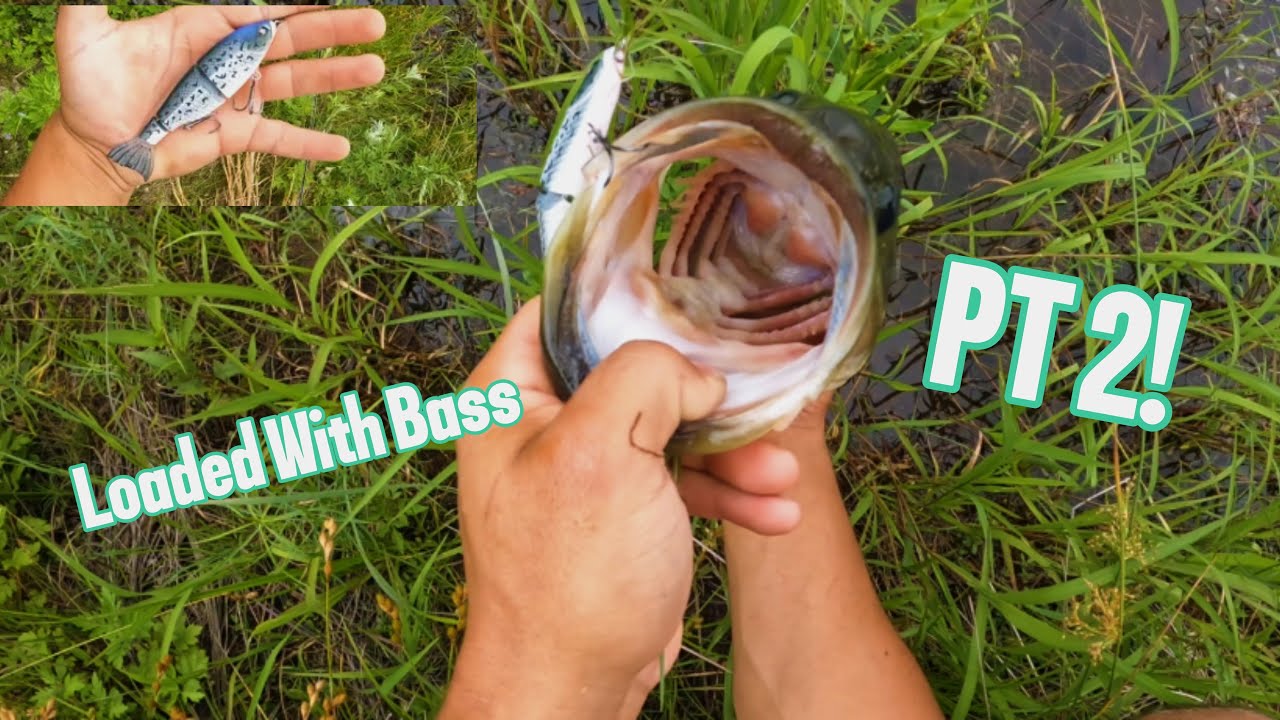 1/2 Acre Pond Loaded With Largemouth Bass! PT 2! Ft Googan Fat Shaddie Swimbait
