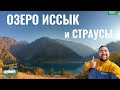 Иссыкское озеро, 2020 год (октябрь). Страусиная ферма ФАУНА. Кушаем страуса. Цены. Новый маршрут.