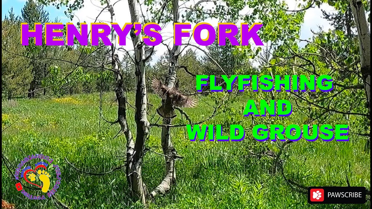 FLYFISHING THE Henrys Fork Grouse TROUT 4x4 Truck Camper Adventure Idaho PNW