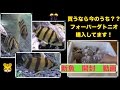 新魚　到着　しかも５匹　それはタイガー　え？虎