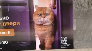 видео: поход Синей Коалиции на Эрзянию картинка: поход Синей Коалиции на Эрзянию