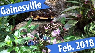 Birds, Bats, & Butterflies - Gainesville February 2018