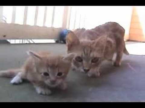 mama cat comes to rescue her little kitten