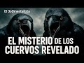 Enigma Documentales El Enigma De Los Cuervos Y Su Historia Paranormal 