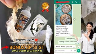 Parfum PER4NGSANG Walet   BONUS Suara Zona MUSIM BIRAHI KAWIN ‼️