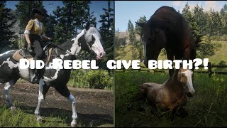 Did Rebel give birth!? || Red Dead Redemption