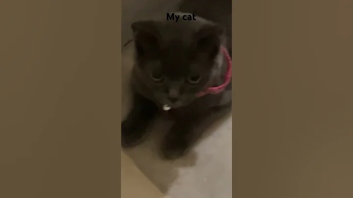 Video 10454001: british cat pet, british hair cat