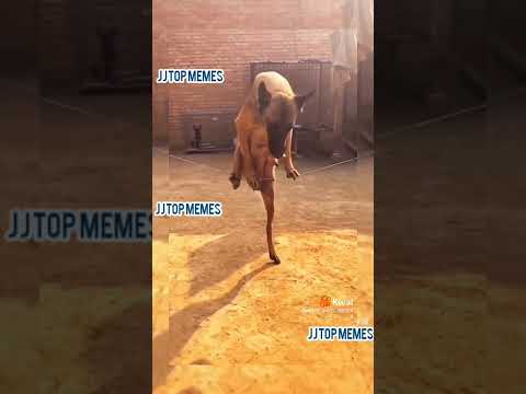 Gatos animados:melhores vídeos