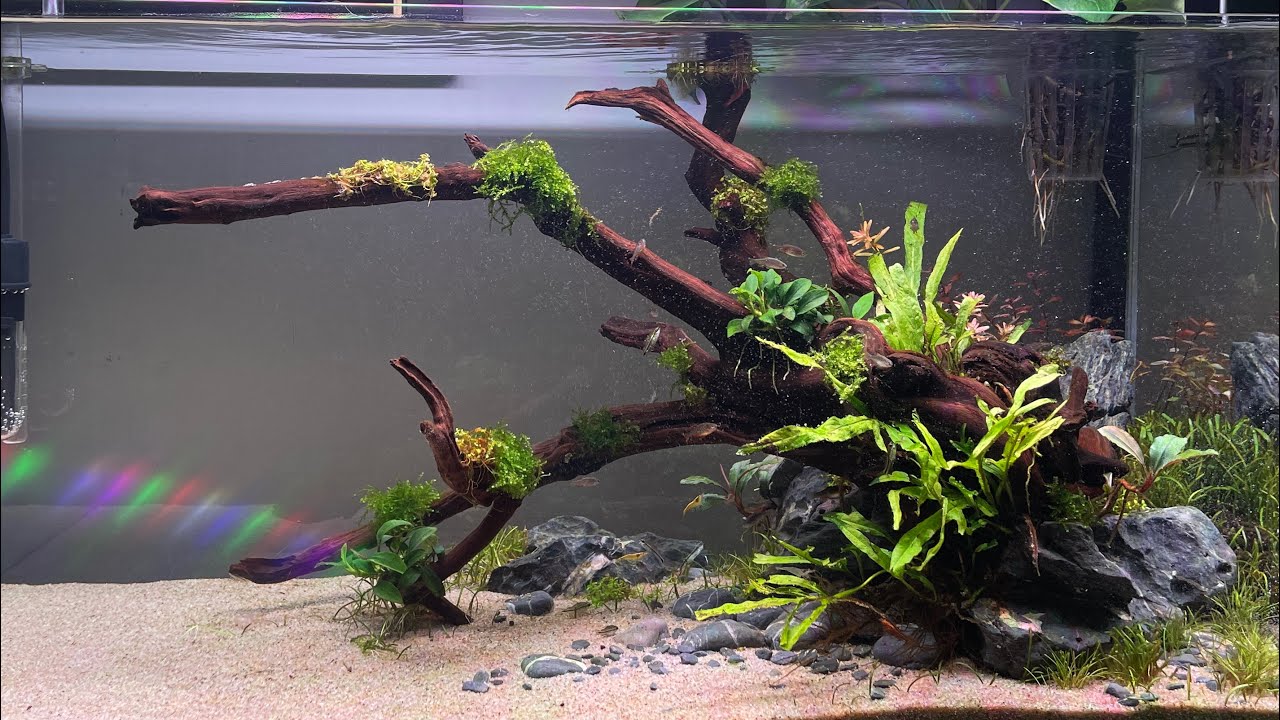 Aquascape: El Proyecto 