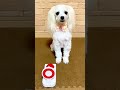 【犬が質問に答えますっ】よく聞かれる事を動画にしましたよぉ〜😊#shorts #ペット #犬 #おしゃべりペット #自己紹介