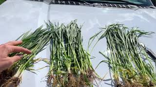 Staging Wheat to get it RIGHT