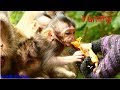 Fantastic!Mother Lizzy Allow Baby Eat Banana From VO Without Harmful! Lizza Enjoy Her Happiness Life