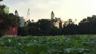 台北植物園/荷花池