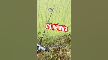 Ở đây cá lóc táp bụp bụp , cá nhiều lắm #teocauca #fishinglures