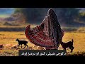 د شپونکی شپیلی د کوچیانو کډی اتن او دودیز ژوند توله Flute 