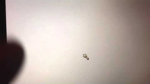 Wizard101 bug for Mac report