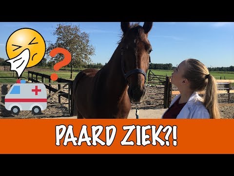 Video: Hoe een gewond paard te behandelen wanneer er geen dierenarts beschikbaar is