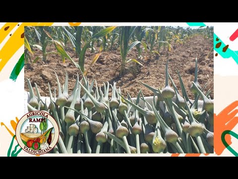 La raccolta degli scapi fiorali dell'Aglione della Valdichiana