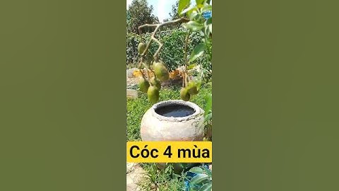Trồng cóc thái tứ quý #plant #trending #music #video #viral #shorts #youtubeshorts #new #funny #sh