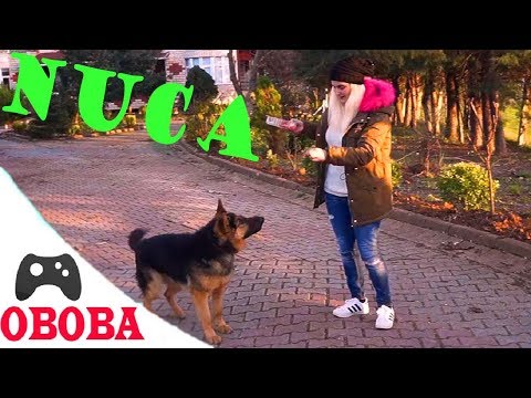 გაიცანით  ჩვენი საყვარელი ძაღლი  სახელათ ❤️ ფარს ❤️