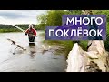 Нахлыст на Москва-реке. Жерех и голавль. (Много поклевок!)