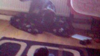 Mad Staffordshire Terrier Running Into The Radiator