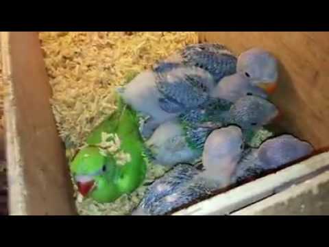 Raw Alexander chicks ready to tame. Raw Alexander chicks ready to tame.
