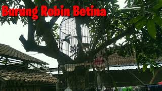 Download Lagu Gacorrr suara jernih,burung \ MP3 Download Lagu Gacorrr suara jernih,burung \ MP3