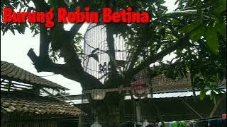 Gacorrr suara jernih,burung 