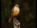 Uso de Redes de Niebla para el estudio y anillado de Aves.