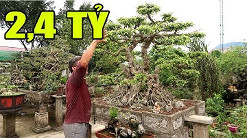 Xem cây Sanh giá 2 tỷ 4 nhà bác Động ở TP Hưng Yên