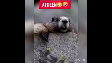 #bolane wala #gallery #Afreen#shortsvideo #youtube #channel #videoshow