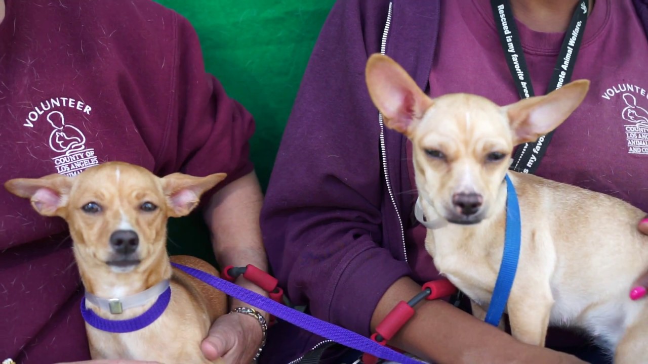 corgi cafe japan A5023373 Tillie & A5023369 Zira | Corgi/Chihuahua Puppies